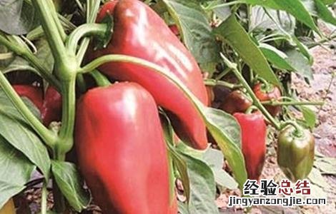 尖椒田间管理 甜椒田间管理技术