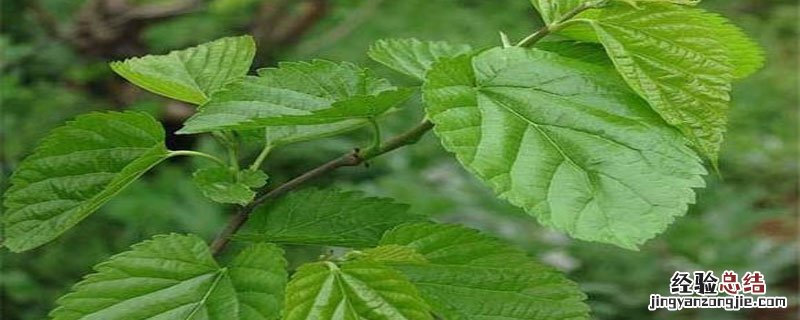 桑叶肥是春季还是夏季 桑叶肥是什么季节