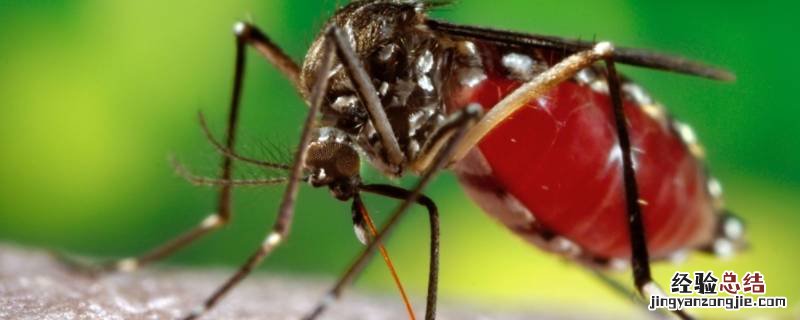 酒精防蚊子吗 酒精能不能防蚊