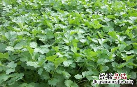 香菜对生长环境的要求有哪些 香菜对生长环境的要求