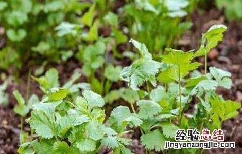 香菜对生长环境的要求有哪些 香菜对生长环境的要求
