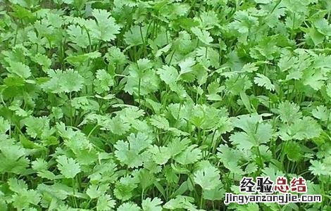 香菜对生长环境的要求有哪些 香菜对生长环境的要求