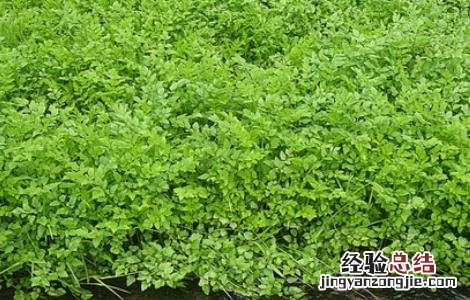 香菜对生长环境的要求有哪些 香菜对生长环境的要求