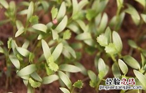 香菜对生长环境的要求有哪些 香菜对生长环境的要求