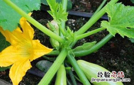 西葫芦种植管理技巧 西葫芦结瓜期管理技巧