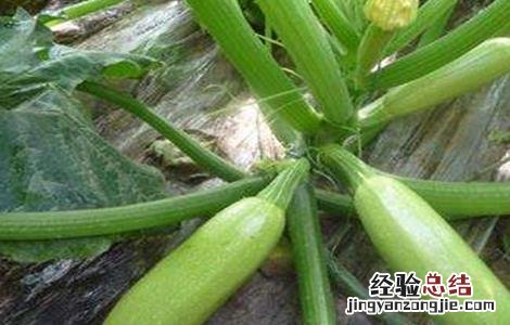西葫芦种植管理技巧 西葫芦结瓜期管理技巧