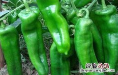 青椒种植技术 青椒种植技术和种植时间