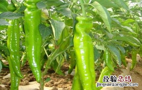 青椒种植技术 青椒种植技术和种植时间