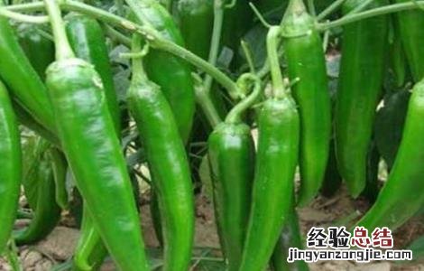 青椒种植技术 青椒种植技术和种植时间