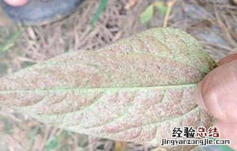 豆角干叶怎么治 豆角干叶原因及防治方法