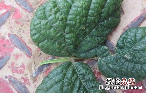 豆角干叶怎么治 豆角干叶原因及防治方法