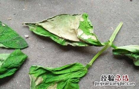 豆角干叶怎么治 豆角干叶原因及防治方法