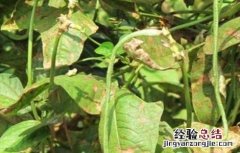 豆角干叶怎么治 豆角干叶原因及防治方法