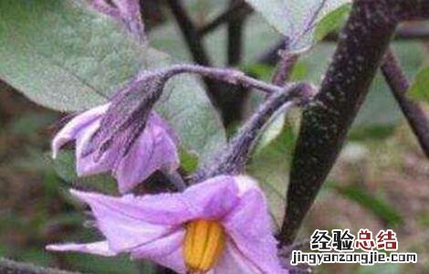 茄子摘心技术 茄子摘叶技术
