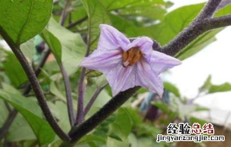 茄子摘心技术 茄子摘叶技术