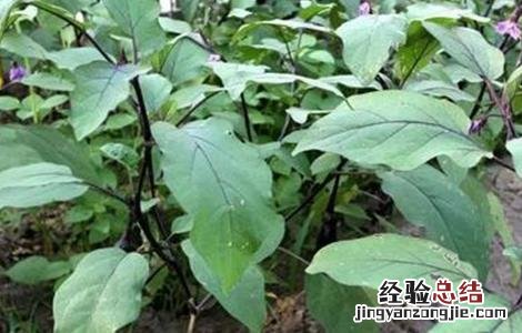 茄子摘心技术 茄子摘叶技术