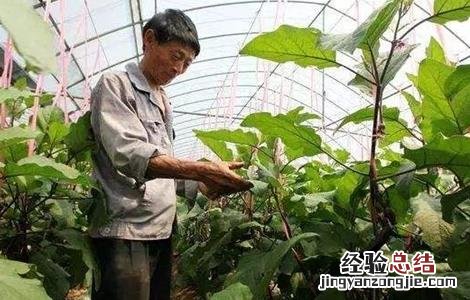茄子摘心技术 茄子摘叶技术