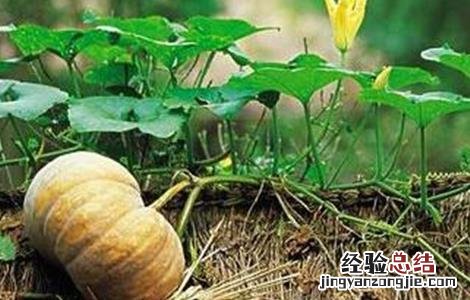 南瓜落花落果原因及防治措施 南瓜落花落果原因及防治措施视频