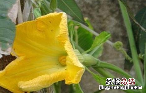 南瓜落花落果原因及防治措施 南瓜落花落果原因及防治措施视频