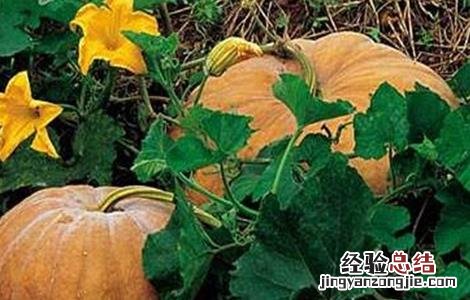 南瓜落花落果原因及防治措施 南瓜落花落果原因及防治措施视频