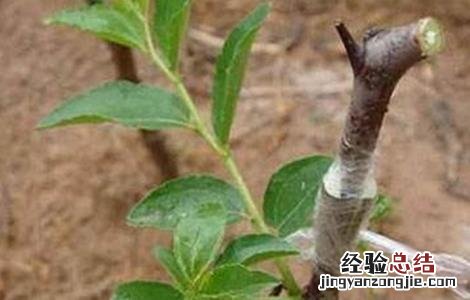 枣树繁殖方法视频 枣树繁殖方法