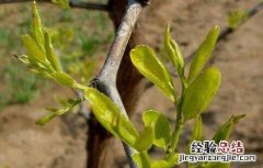 枣树繁殖方法视频 枣树繁殖方法