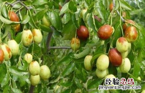 枣树繁殖方法视频 枣树繁殖方法