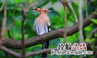 马岛戴胜是保护动物吗 戴胜是保护级动物吗