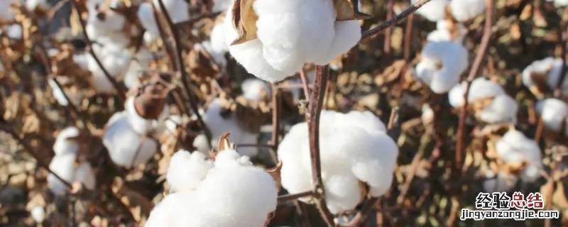 棉花有味道是怎么办 棉花有味道是怎么回事