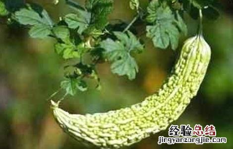 苦瓜开花结果期注意事项 苦瓜开花结果期注意事项有哪些