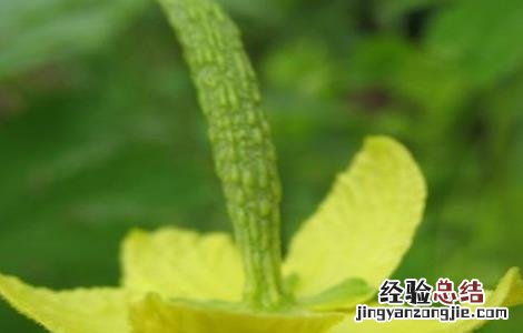 苦瓜开花结果期注意事项 苦瓜开花结果期注意事项有哪些
