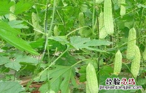苦瓜开花结果期注意事项 苦瓜开花结果期注意事项有哪些