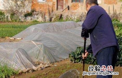 菜心施肥技术 菜心施肥技术要点