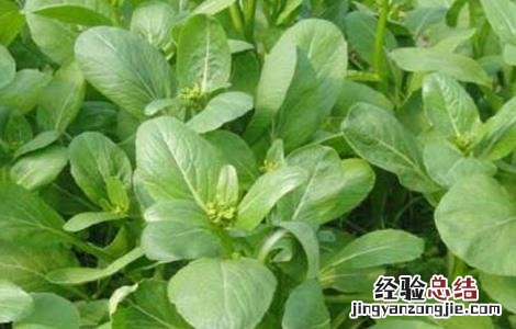 菜心施肥技术 菜心施肥技术要点