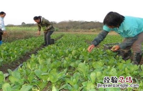 菜心育苗技术 菜心间苗技术视频