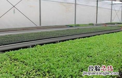 菜心育苗技术 菜心间苗技术视频