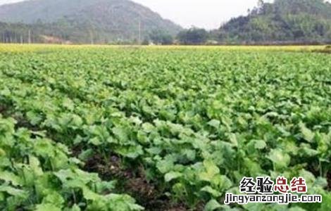 菜心育苗技术 菜心间苗技术视频