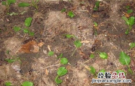 菜心育苗技术 菜心间苗技术视频