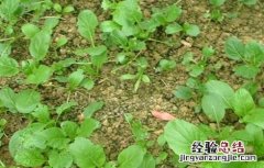 菜心育苗技术 菜心间苗技术视频