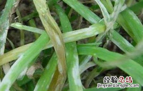 韭菜细小怎么回事 韭菜叶子细小的原因及解决方法