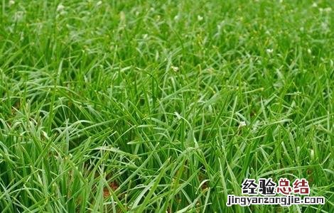 韭菜细小怎么回事 韭菜叶子细小的原因及解决方法
