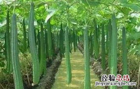 丝瓜生长对环境的要求 丝瓜生长对环境的要求有哪些