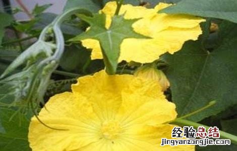 丝瓜生长对环境的要求 丝瓜生长对环境的要求有哪些