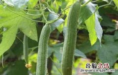 丝瓜生长对环境的要求 丝瓜生长对环境的要求有哪些