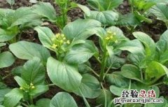 菜心病虫害防治措施视频 菜心病虫害防治措施