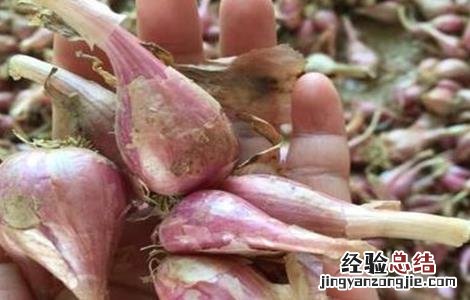 红葱怎么繁殖视频 红葱怎么繁殖