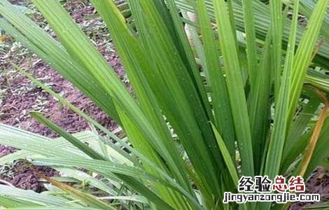 红葱怎么繁殖视频 红葱怎么繁殖