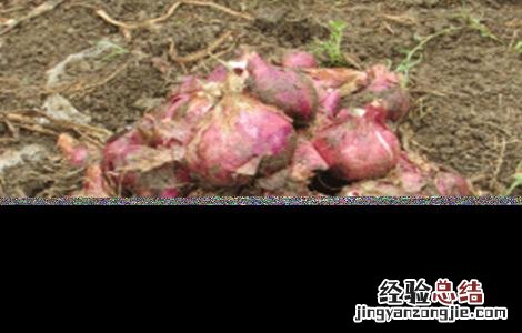 红葱怎么繁殖视频 红葱怎么繁殖