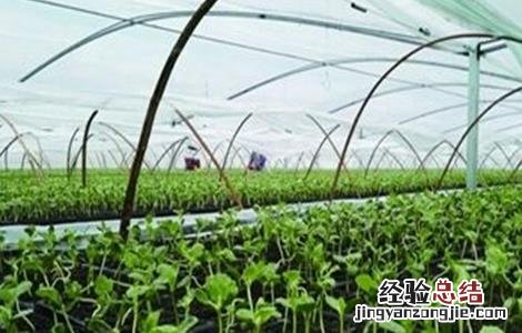 凉薯育苗方法 凉薯育苗方法有哪些