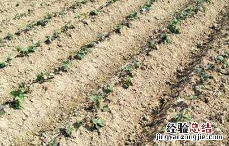 凉薯育苗方法 凉薯育苗方法有哪些